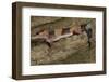 African Fat Tail Gecko-Joe McDonald-Framed Photographic Print