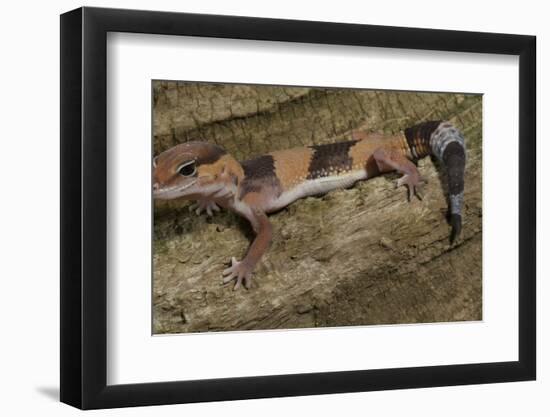 African Fat Tail Gecko-Joe McDonald-Framed Photographic Print