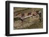 African Fat Tail Gecko-Joe McDonald-Framed Photographic Print