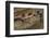 African Fat Tail Gecko-Joe McDonald-Framed Photographic Print