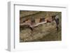 African Fat Tail Gecko-Joe McDonald-Framed Photographic Print