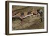 African Fat Tail Gecko-Joe McDonald-Framed Photographic Print