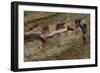 African Fat Tail Gecko-Joe McDonald-Framed Photographic Print