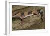 African Fat Tail Gecko-Joe McDonald-Framed Photographic Print