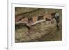 African Fat Tail Gecko-Joe McDonald-Framed Photographic Print