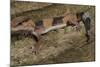 African Fat Tail Gecko-Joe McDonald-Mounted Photographic Print