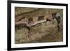 African Fat Tail Gecko-Joe McDonald-Framed Photographic Print