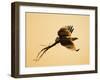 African Fish Eagle Carrying Nesting Material, Chobe National Park, Botswana May 2008-Tony Heald-Framed Photographic Print