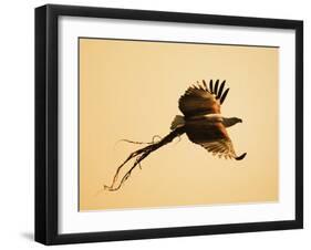 African Fish Eagle Carrying Nesting Material, Chobe National Park, Botswana May 2008-Tony Heald-Framed Photographic Print