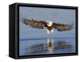 African Fish Eagle Fishing, Chobe National Park, Botswana-Tony Heald-Framed Stretched Canvas