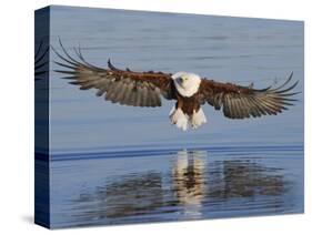 African Fish Eagle Fishing, Chobe National Park, Botswana-Tony Heald-Stretched Canvas