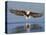 African Fish Eagle Fishing, Chobe National Park, Botswana-Tony Heald-Stretched Canvas