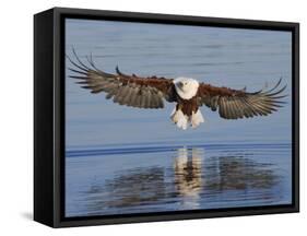 African Fish Eagle Fishing, Chobe National Park, Botswana-Tony Heald-Framed Stretched Canvas