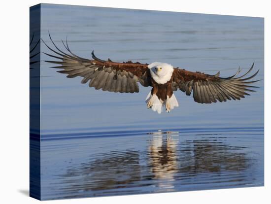 African Fish Eagle Fishing, Chobe National Park, Botswana-Tony Heald-Stretched Canvas