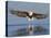 African Fish Eagle Fishing, Chobe National Park, Botswana-Tony Heald-Stretched Canvas