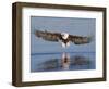 African Fish Eagle Fishing, Chobe National Park, Botswana-Tony Heald-Framed Premium Photographic Print