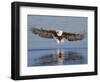 African Fish Eagle Fishing, Chobe National Park, Botswana-Tony Heald-Framed Premium Photographic Print