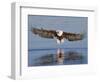 African Fish Eagle Fishing, Chobe National Park, Botswana-Tony Heald-Framed Premium Photographic Print