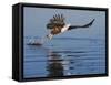 African Fish Eagle Fishing, Chobe National Park, Botswana-Tony Heald-Framed Stretched Canvas