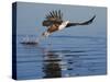 African Fish Eagle Fishing, Chobe National Park, Botswana-Tony Heald-Stretched Canvas