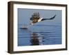 African Fish Eagle Fishing, Chobe National Park, Botswana-Tony Heald-Framed Photographic Print