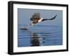 African Fish Eagle Fishing, Chobe National Park, Botswana-Tony Heald-Framed Photographic Print