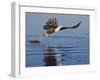 African Fish Eagle Fishing, Chobe National Park, Botswana-Tony Heald-Framed Photographic Print