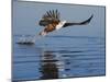 African Fish Eagle Fishing, Chobe National Park, Botswana-Tony Heald-Mounted Photographic Print