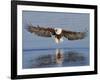 African Fish Eagle Fishing, Chobe National Park, Botswana-Tony Heald-Framed Photographic Print