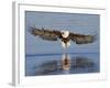 African Fish Eagle Fishing, Chobe National Park, Botswana-Tony Heald-Framed Photographic Print