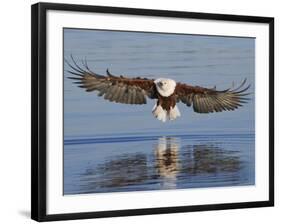 African Fish Eagle Fishing, Chobe National Park, Botswana-Tony Heald-Framed Photographic Print