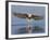 African Fish Eagle Fishing, Chobe National Park, Botswana-Tony Heald-Framed Photographic Print