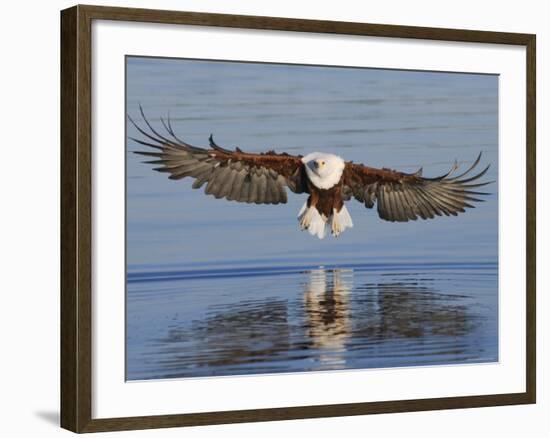 African Fish Eagle Fishing, Chobe National Park, Botswana-Tony Heald-Framed Photographic Print