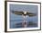 African Fish Eagle Fishing, Chobe National Park, Botswana-Tony Heald-Framed Photographic Print