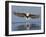 African Fish Eagle Fishing, Chobe National Park, Botswana-Tony Heald-Framed Photographic Print