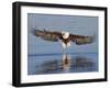 African Fish Eagle Fishing, Chobe National Park, Botswana-Tony Heald-Framed Photographic Print