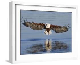 African Fish Eagle Fishing, Chobe National Park, Botswana-Tony Heald-Framed Photographic Print