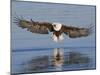 African Fish Eagle Fishing, Chobe National Park, Botswana-Tony Heald-Mounted Photographic Print