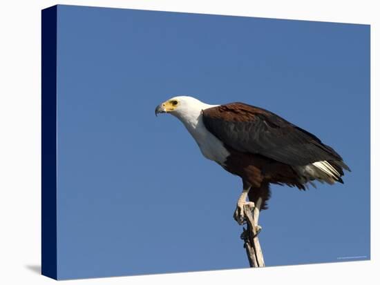 African Fish Eagle, Haliaeetus Vocifer, Chobe National Park, Botswana, Africa-Thorsten Milse-Stretched Canvas