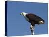 African Fish Eagle, Haliaeetus Vocifer, Chobe National Park, Botswana, Africa-Thorsten Milse-Stretched Canvas