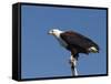 African Fish Eagle, Haliaeetus Vocifer, Chobe National Park, Botswana, Africa-Thorsten Milse-Framed Stretched Canvas