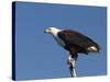 African Fish Eagle, Haliaeetus Vocifer, Chobe National Park, Botswana, Africa-Thorsten Milse-Stretched Canvas