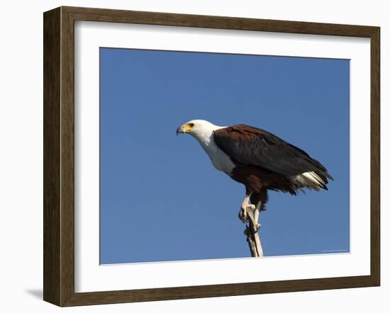 African Fish Eagle, Haliaeetus Vocifer, Chobe National Park, Botswana, Africa-Thorsten Milse-Framed Photographic Print