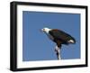 African Fish Eagle, Haliaeetus Vocifer, Chobe National Park, Botswana, Africa-Thorsten Milse-Framed Photographic Print