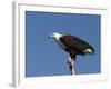 African Fish Eagle, Haliaeetus Vocifer, Chobe National Park, Botswana, Africa-Thorsten Milse-Framed Photographic Print