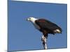 African Fish Eagle, Haliaeetus Vocifer, Chobe National Park, Botswana, Africa-Thorsten Milse-Mounted Photographic Print