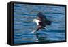 African Fish Eagle (Haliaeetus Vocifer) Hunting Fish, Cape Maclear, Lake Malawi, Malawi, Africa-Michael Runkel-Framed Stretched Canvas