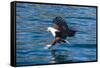 African Fish Eagle (Haliaeetus Vocifer) Hunting Fish, Cape Maclear, Lake Malawi, Malawi, Africa-Michael Runkel-Framed Stretched Canvas