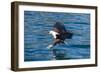 African Fish Eagle (Haliaeetus Vocifer) Hunting Fish, Cape Maclear, Lake Malawi, Malawi, Africa-Michael Runkel-Framed Photographic Print