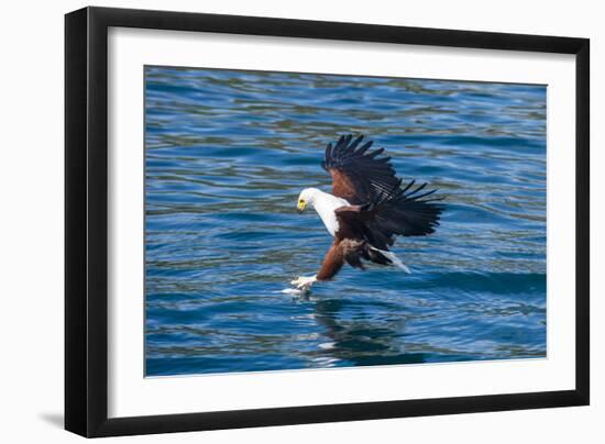 African Fish Eagle (Haliaeetus Vocifer) Hunting Fish, Cape Maclear, Lake Malawi, Malawi, Africa-Michael Runkel-Framed Photographic Print